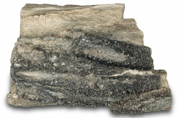 Petrified Wood Section with Sparkling Quartz - Arizona #305402